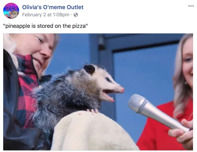 Possums — Facebook post of possum being interviewed with microphone