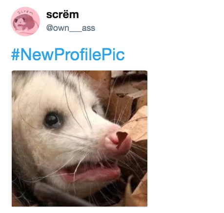 Possums — Tweet with close-up photo of a screaming possum face