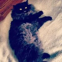 Princess Monster Truck lies on her back on white blanket with fluffy black fur splayed and wide yellow eyes visible.