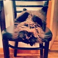 Princess Monster Truck hangs dramatically over wooden chair back with long black fur cascading and intense golden eyes.