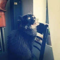 Princess Monster Truck sits on wooden chair tilted upward with scraggly black fur and lower jaw visible in profile.