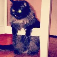 Princess Monster Truck stands in doorway with puffed black fur, wide stance, and bright green eye reflection from flash.