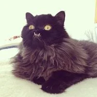 Princess Monster Truck lies on white surface with wide golden-yellow eyes and protruding lower jaw showing visible teeth.