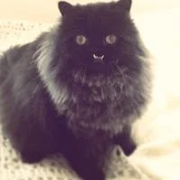 Princess Monster Truck — A square Instagram-style photo of a large black Persian cat standing and staring at camera with protruding lower jaw and exposed teeth.