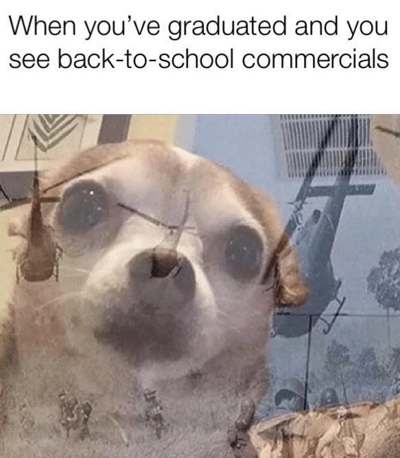 PTSD Chihuahua meme about being triggered by back-to-school commercials after graduating.