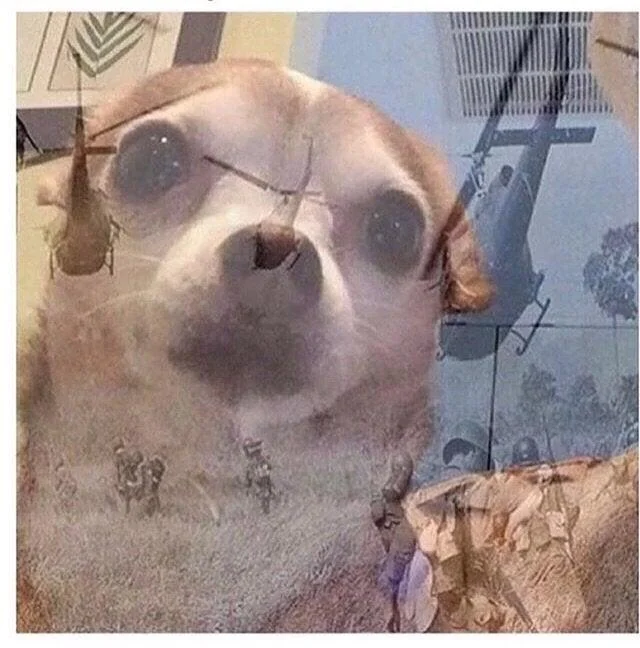 Uncaptioned PTSD Chihuahua meme template with chihuahua and Vietnam War overlay.