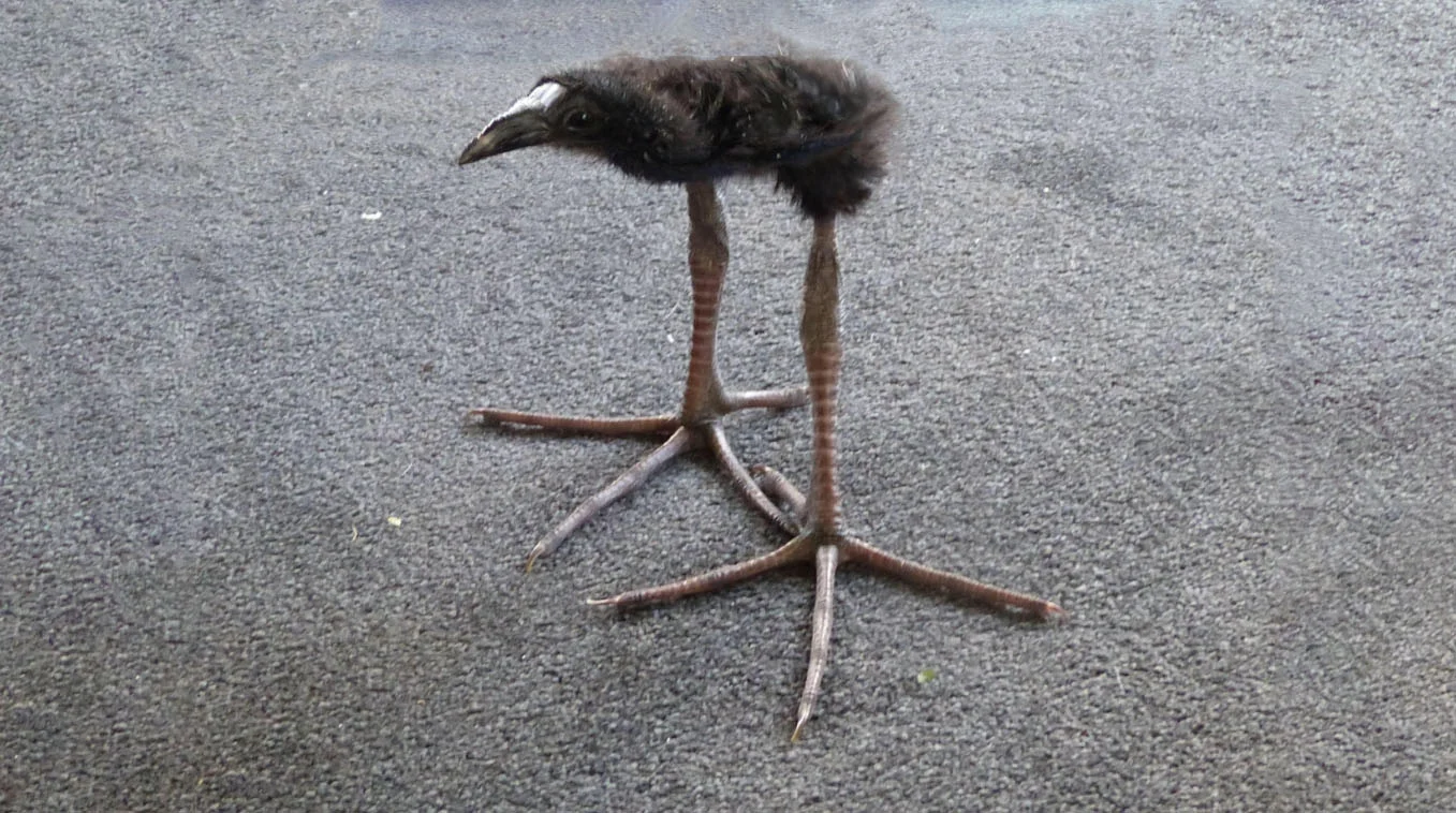 Pūkeko — Juvenile pukeko bird with tiny black body and disproportionately long thin legs and huge feet on pavement
