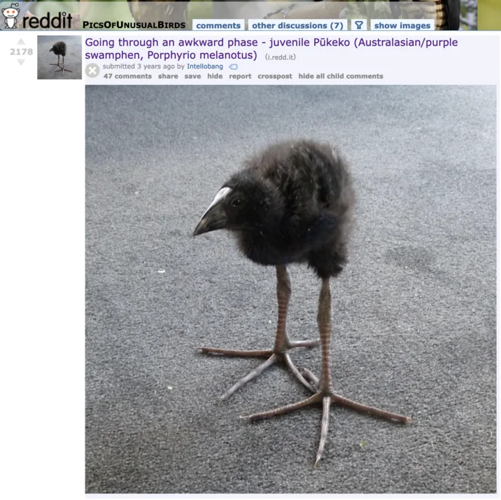 Pūkeko — Reddit post on r/PicsOfUnusualBirds showing the juvenile pukeko photograph with 2178 upvotes