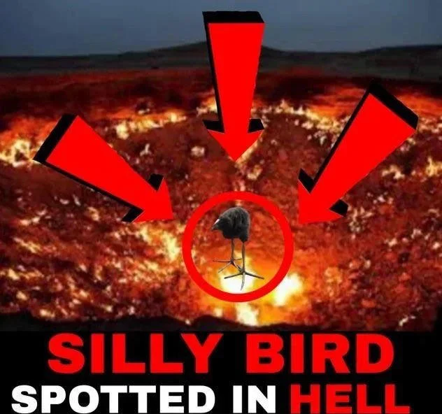 Pūkeko — Pukeko circled inside a burning crater with red arrows and caption Silly Bird Spotted In Hell