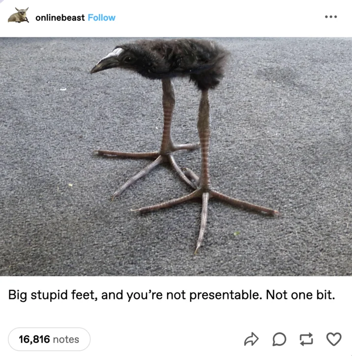Pūkeko — Tumblr post of pukeko with caption Big stupid feet and you're not presentable