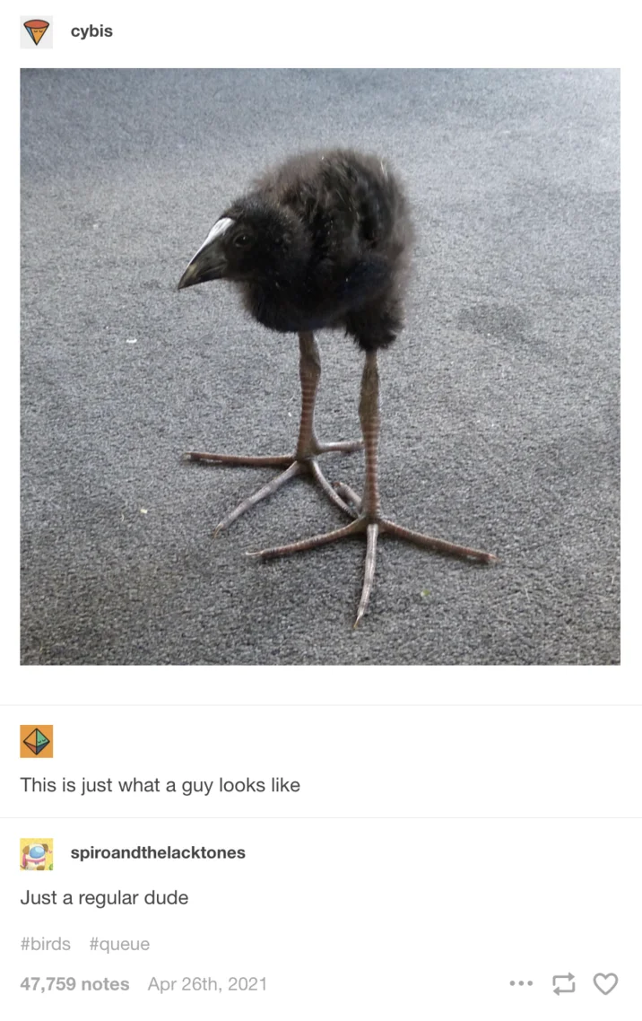 Pūkeko — Tumblr post featuring the pukeko photo with comments calling it a regular dude