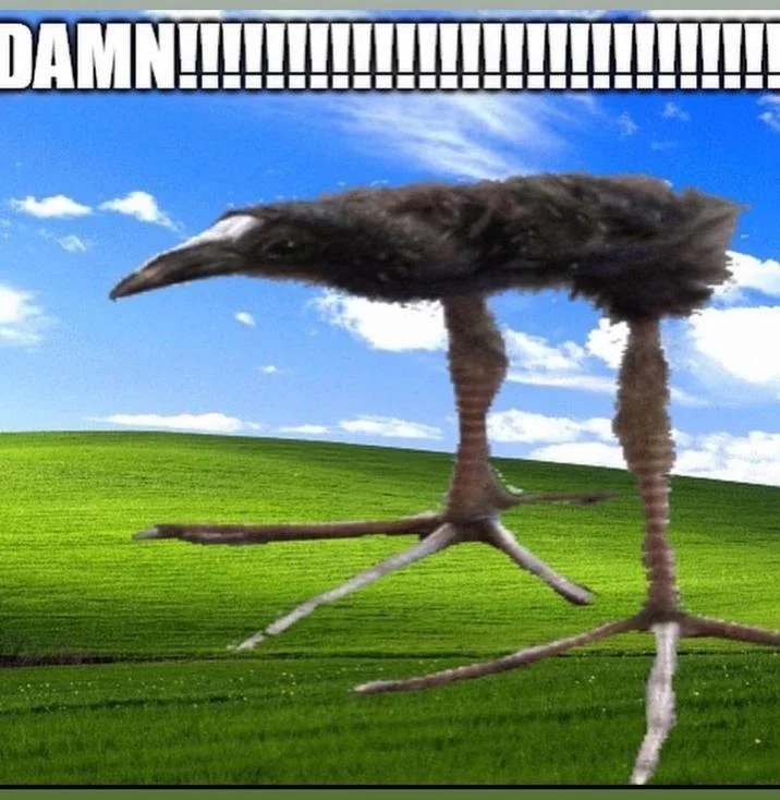 Pūkeko — Pukeko bird edited onto Windows XP Bliss wallpaper with DAMN text