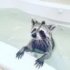 Pumpkin The Raccoon — A raccoon peers over the edge of a white bathtub filled with light blue water, its masked face centered and looking directly into the