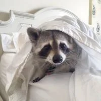 Pumpkin The Raccoon — A raccoon peeks out from beneath white bed sheets on a white-framed bed, looking directly at the camera with a curious expression.