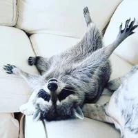 Pumpkin The Raccoon — A raccoon lies sprawled on its back across a white sofa cushion with paws in the air and a silly, relaxed expression looking up at the