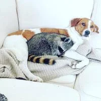 Pumpkin The Raccoon — A raccoon is nestled against a brown-and-white dog on a light sofa, both partially covered by a knitted blanket, with relaxed and content