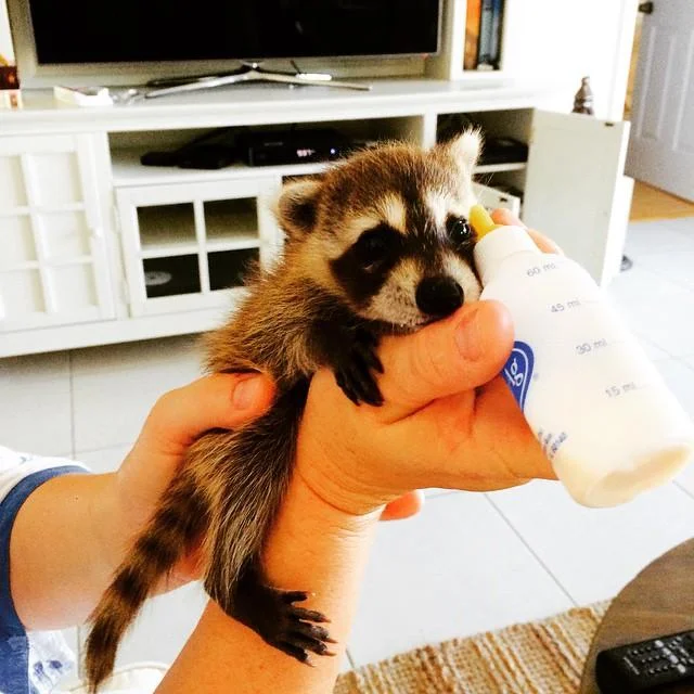 Pumpkin The Raccoon — A tiny baby raccoon is cradled in human hands and fed from a small bottle inside a bright home, its wide dark eyes and masked face