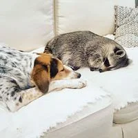 Pumpkin The Raccoon — A raccoon and a merle-patterned dog are curled up together napping on a white sofa cushion, peacefully demonstrating their interspecies