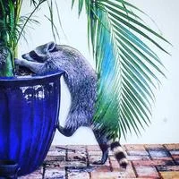 Pumpkin The Raccoon — A raccoon drapes itself over the rim of a large cobalt-blue glazed flower pot containing a palm plant on a tiled floor, caught mid-climb.
