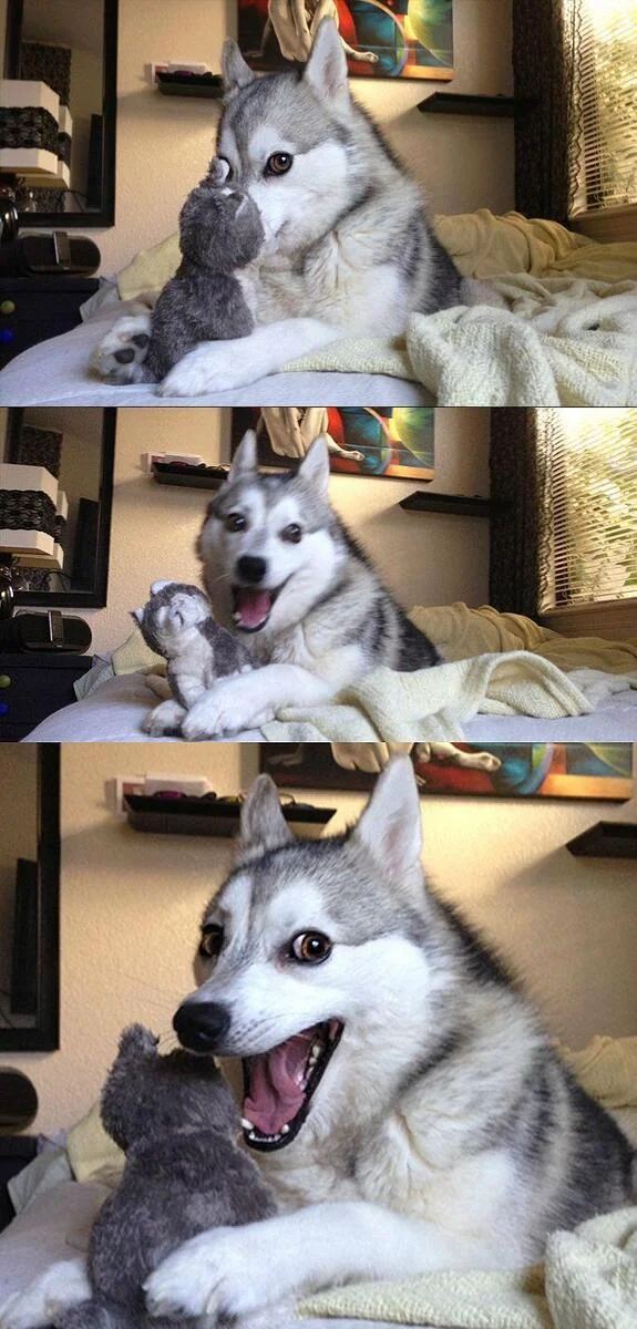 Blank three-panel Pun Dog meme template with husky in thinking, smiling, and laughing poses