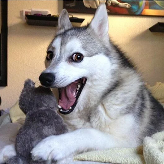 Pun Dog — Husky dog laughing wildly with wide eyes and open mouth, holding a stuffed toy