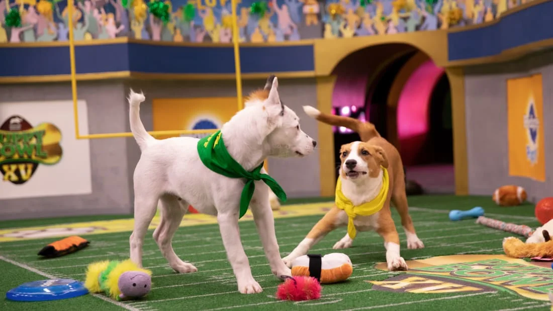 Two puppies in green and yellow bandanas playing on a miniature football field at the Puppy Bowl XV set