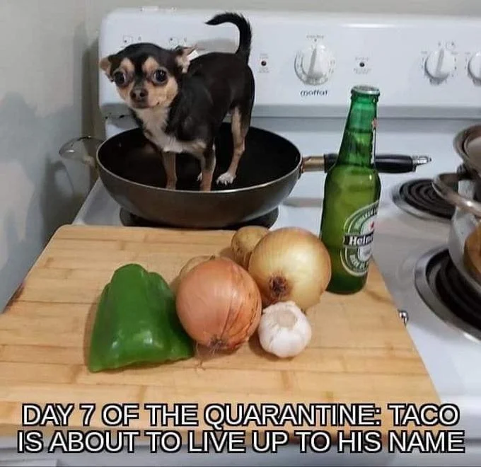 Quarantine Day X — Day 7 of Quarantine meme featuring a small dog standing in a cooking pot on a stove surrounded by ingredients with humorous caption about a