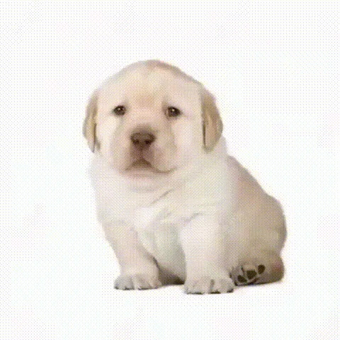 ¿Quieres? — Animated GIF variation of the Quieres puppy meme