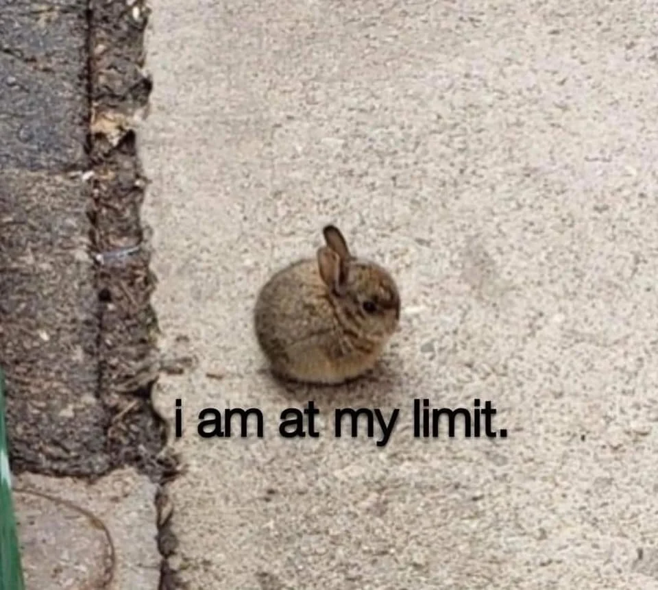 Rabbits — Small brown rabbit on pavement with meme caption 'i am at my limit.'
