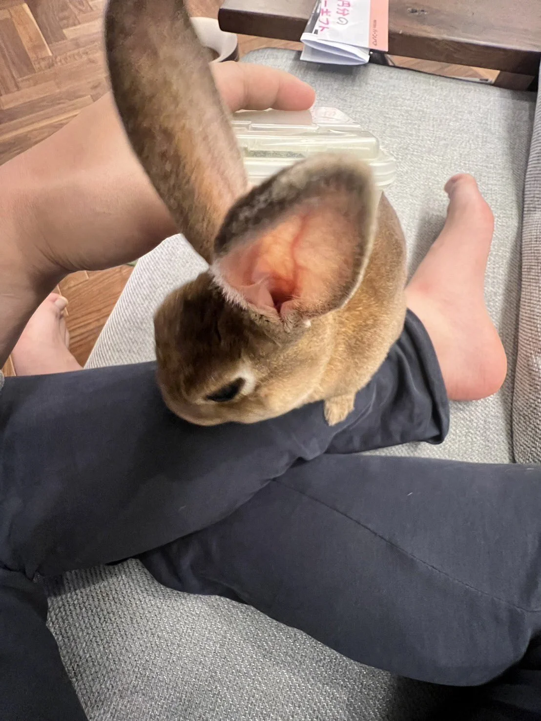 Rabbits — Brown rabbit with a very long upright ear on a person's lap