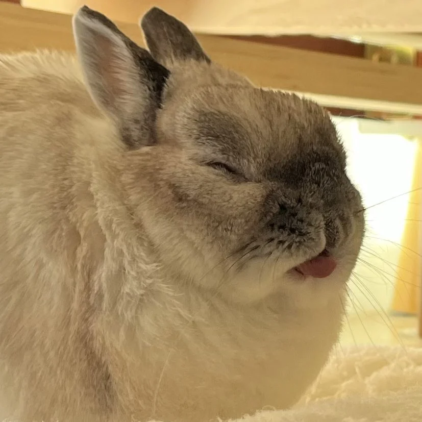 Rabbits — Fluffy rabbit with eyes closed and tongue sticking out