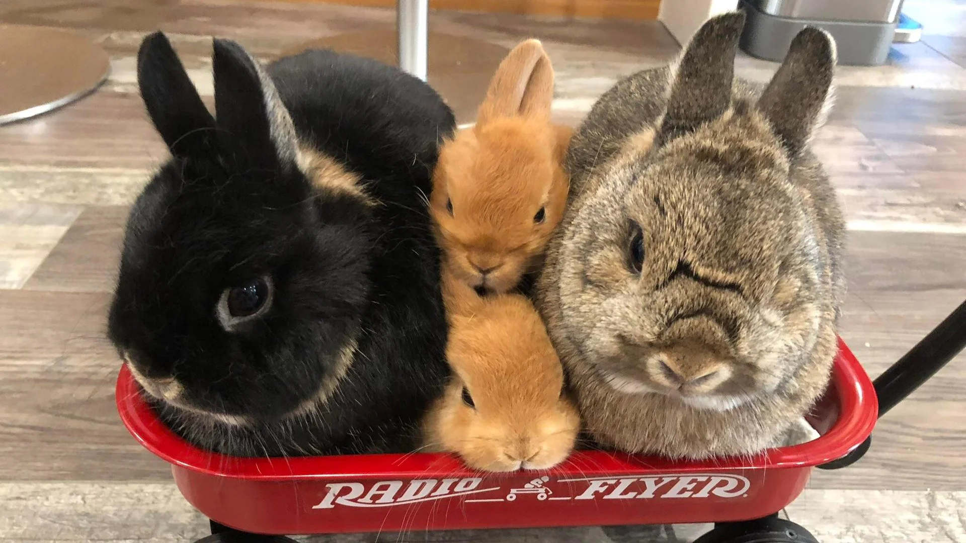 Three rabbits sitting together in a small red Radio Flyer wagon