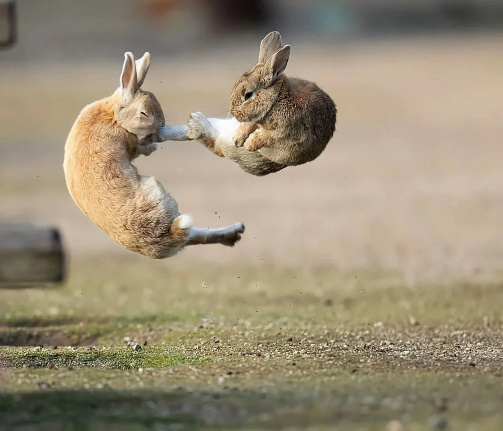 Two rabbits jumping in mid-air facing each other