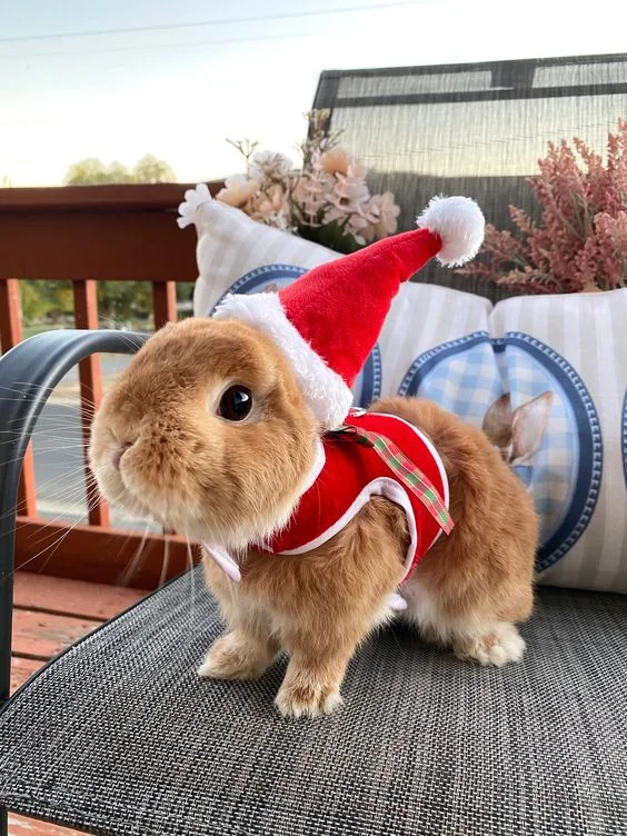 Rabbits — Small rabbit wearing a Santa hat and red Christmas outfit
