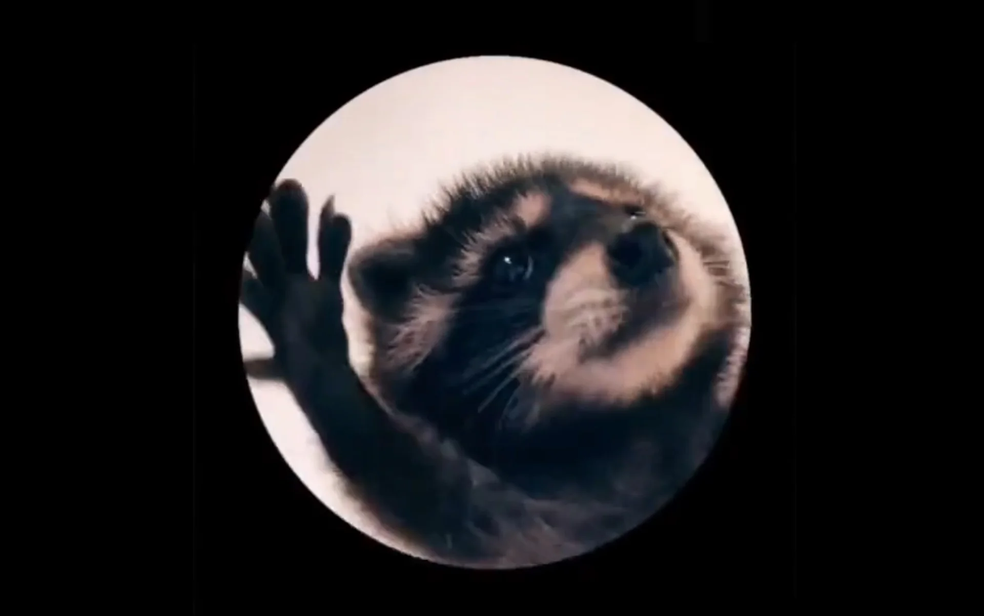 Raccoon Dancing in a Circle — Raccoon with paw raised pressing against circular glass window on black background
