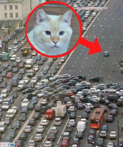 Red Circle Perpetrators — Traffic jam with red circle around a fluffy orange-and-white cat.