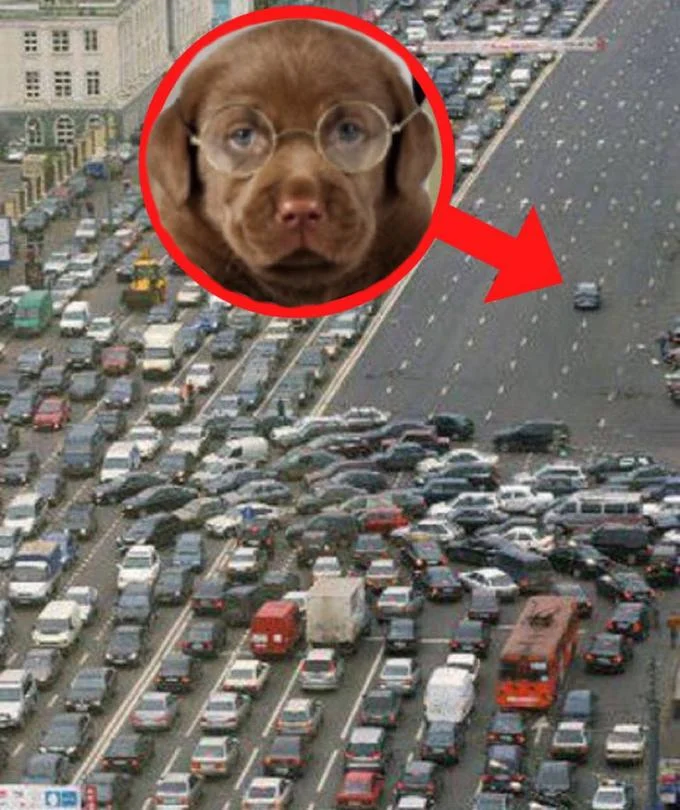 Red Circle Perpetrators — Traffic jam with red circle around a puppy in glasses.