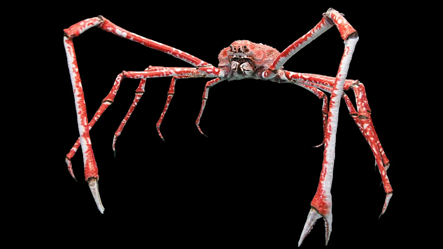Reginald — Japanese spider crab with long red and white legs on a black background