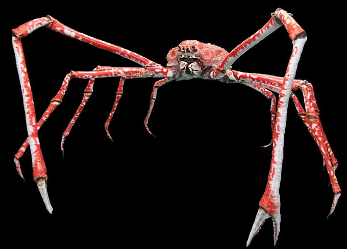 Reginald — Japanese spider crab with long spindly legs on black background