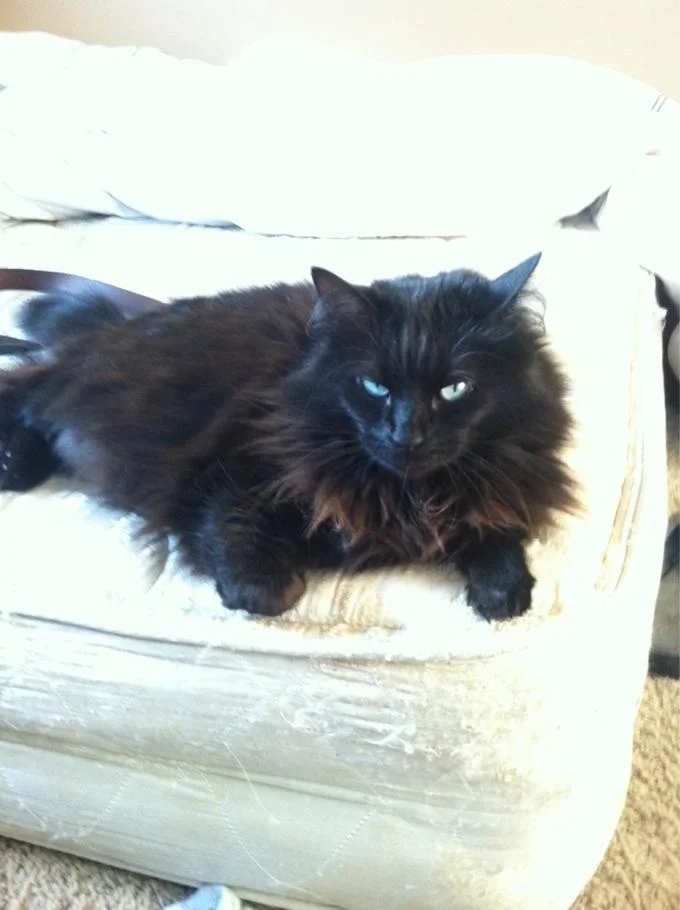 Resting Bitch Face — Long-haired black cat lounging on white ottoman with a grumpy expression