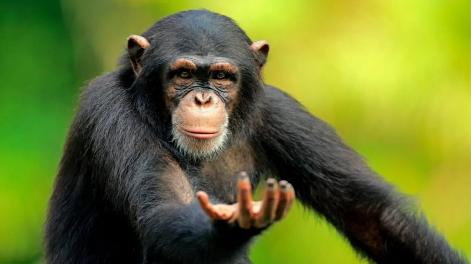 Return to Monke — A professional-quality close-up portrait of a chimpanzee against soft green-yellow blurred natural background with expressive contemplative