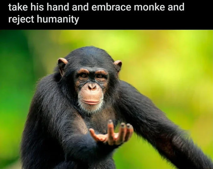 Return to Monke — A high-quality professional close-up portrait of a chimpanzee's face and upper body against soft green-yellow blurred natural background with