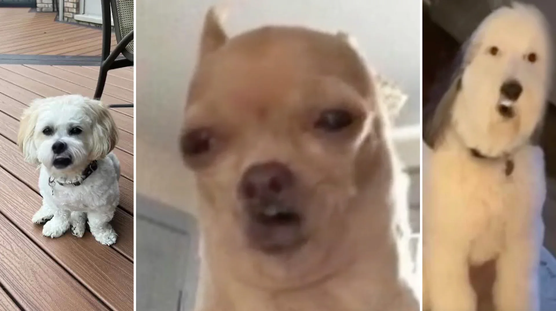 Revive App Singing Animals — Three-panel collage of dogs with open mouths appearing to sing
