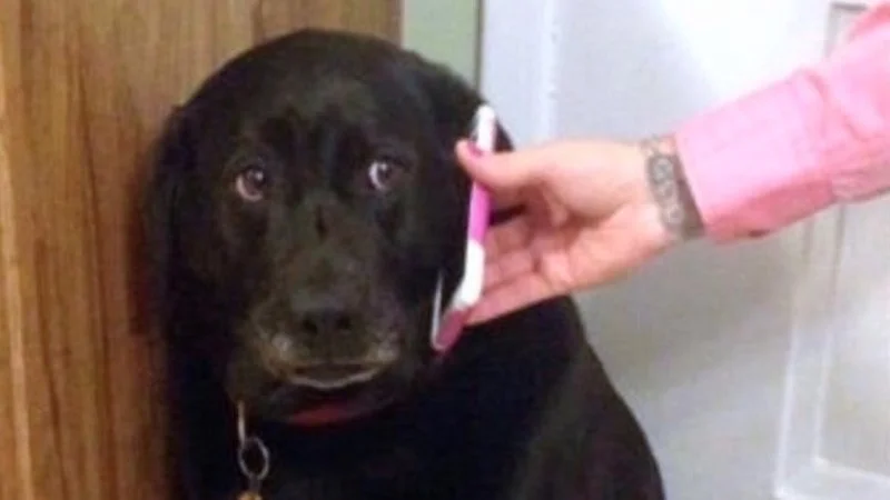Sad Dog On The Phone