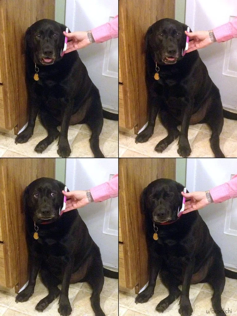 Sad Dog On The Phone
