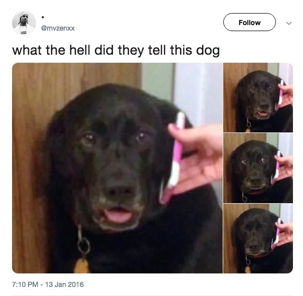 Sad Dog On The Phone