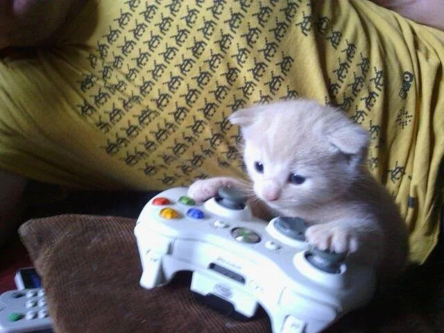 Sad Gaming Cat — Cream kitten resting its paws on a white Xbox 360 controller in a person's lap.
