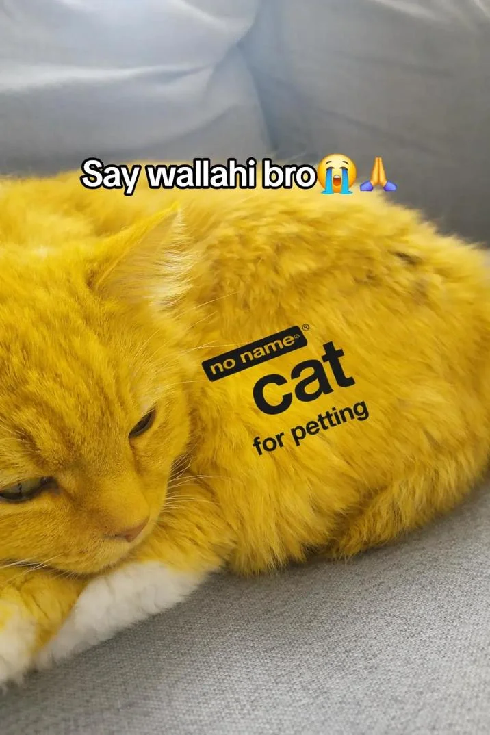 Say Wallahi Bro — Orange cat overlaid with no name style 'cat for petting' text and Say Wallahi caption