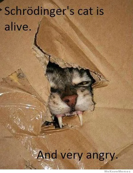 Schrodinger's Cat — Google Doodle honoring Schrödinger with a live cat in a box and a ghost cat plus wavefunction equation.