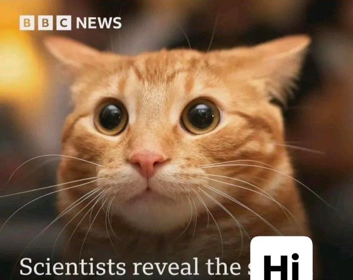 Scientists Reveal the Hi — Wide-eyed orange tabby cat with BBC News logo and 'Scientists reveal the' caption with 'Hi' sticker